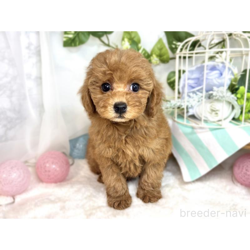 成約済の滋賀県のトイプードル-413311の4枚目