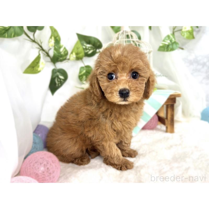 成約済の滋賀県のトイプードル-413311の3枚目