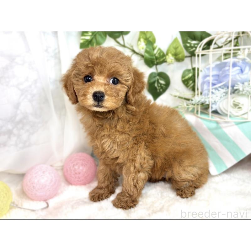 成約済の滋賀県のトイプードル-413311の2枚目