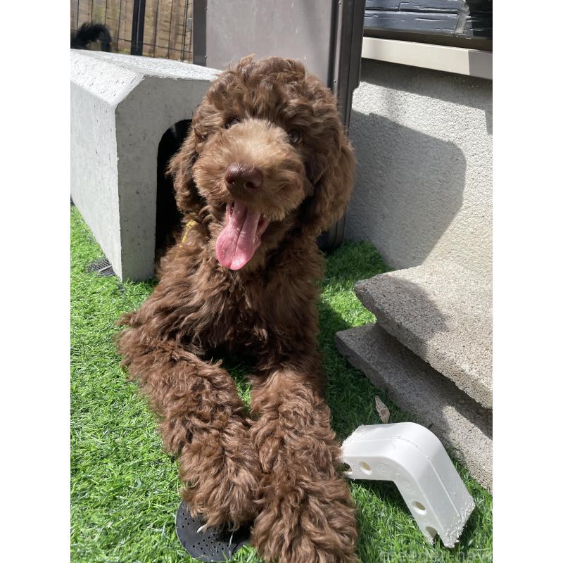 成約済の茨城県のスタンダードプードル-402769の4枚目