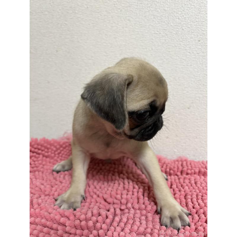 成約済の熊本県のパグ-403831の4枚目