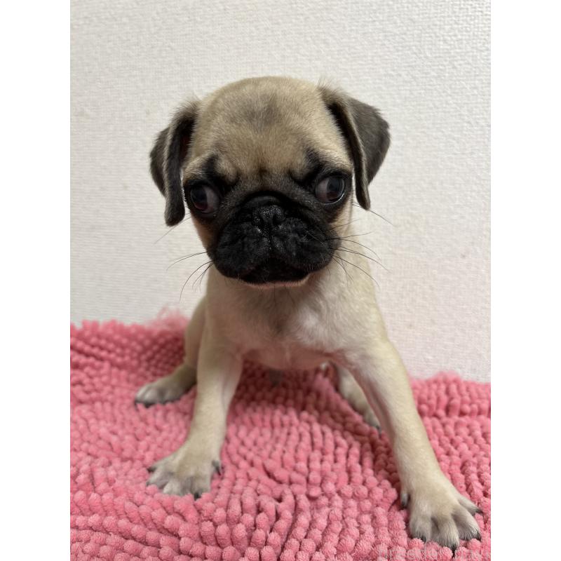 成約済の熊本県のパグ-403831の3枚目