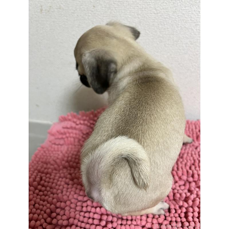 成約済の熊本県のパグ-403831の2枚目