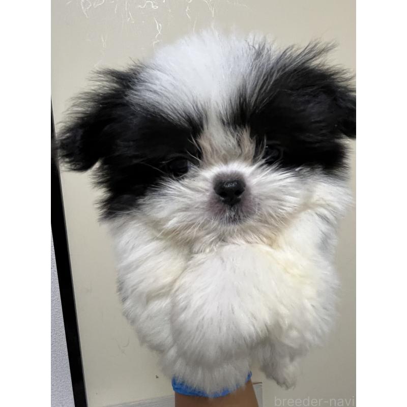 販売中の熊本県のミックス犬-403429