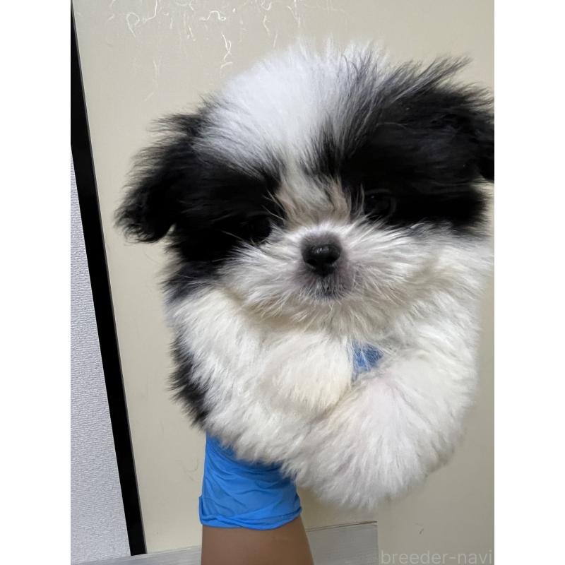 成約済の熊本県のミックス犬-403429の4枚目