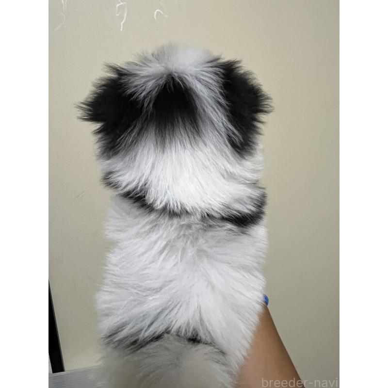 成約済の熊本県のミックス犬-403429の3枚目