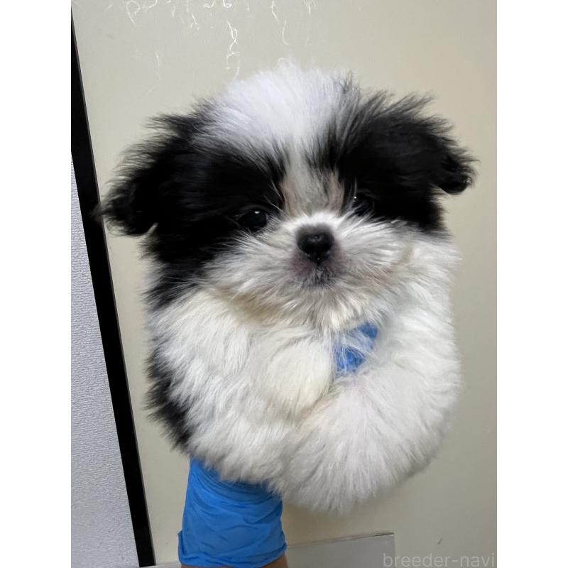 成約済の熊本県のミックス犬-403429の2枚目