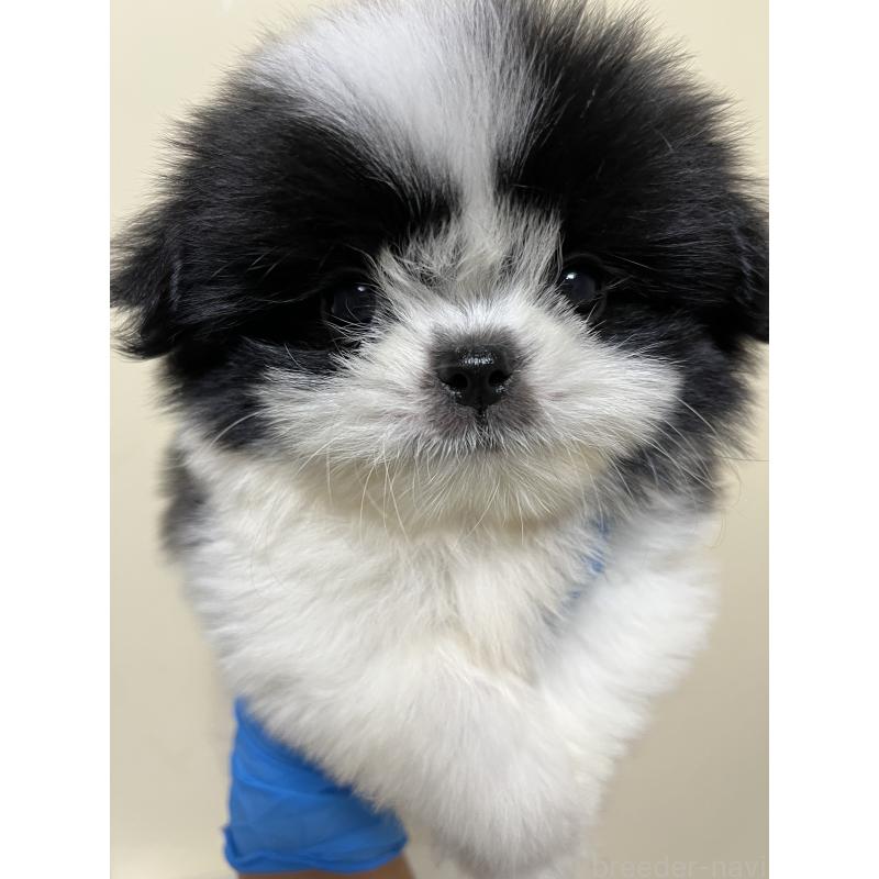 成約済の熊本県のミックス犬-403378の1枚目