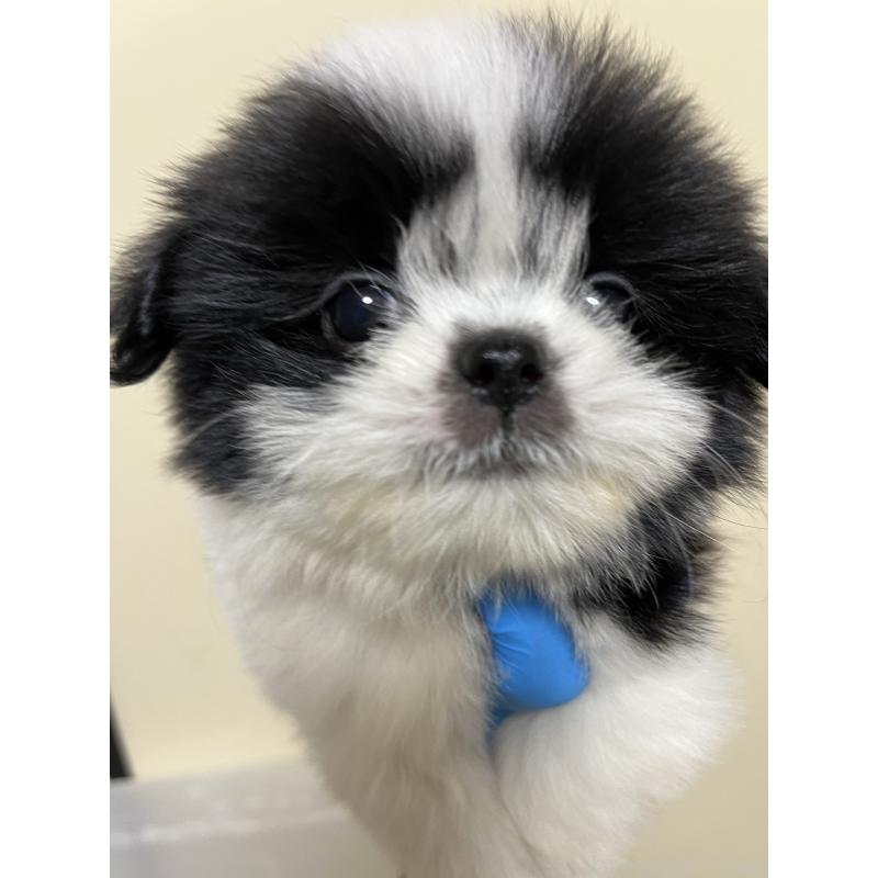 成約済の熊本県のミックス犬-403378の5枚目