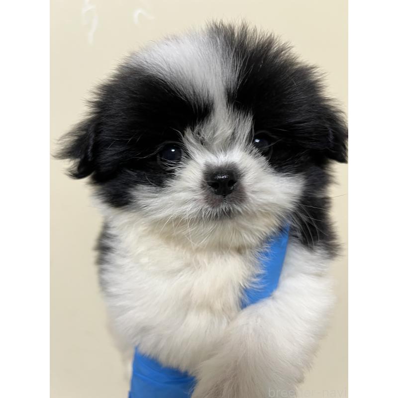 成約済の熊本県のミックス犬-403378の4枚目