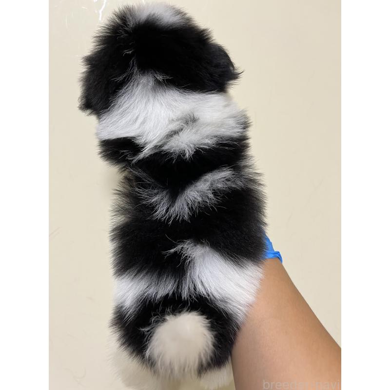 成約済の熊本県のミックス犬-403378の3枚目