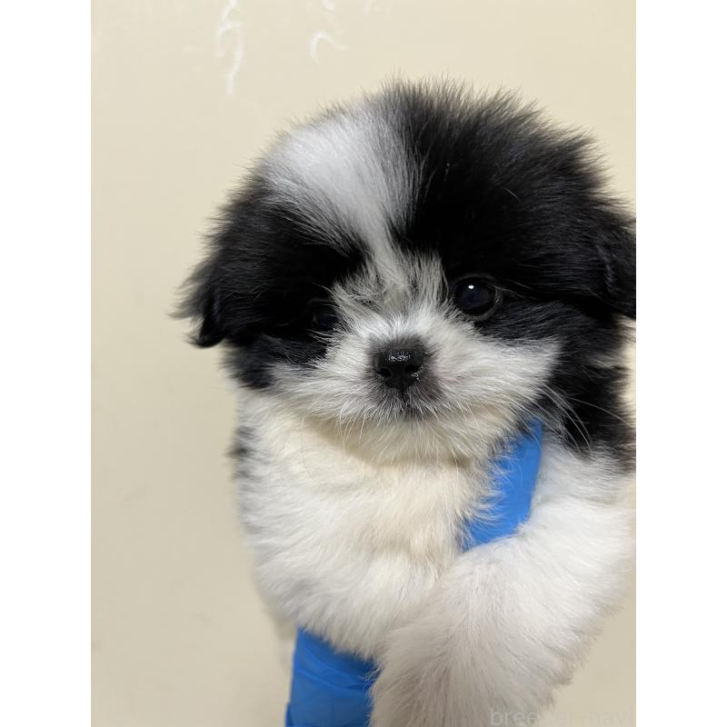 成約済の熊本県のミックス犬-403378の2枚目