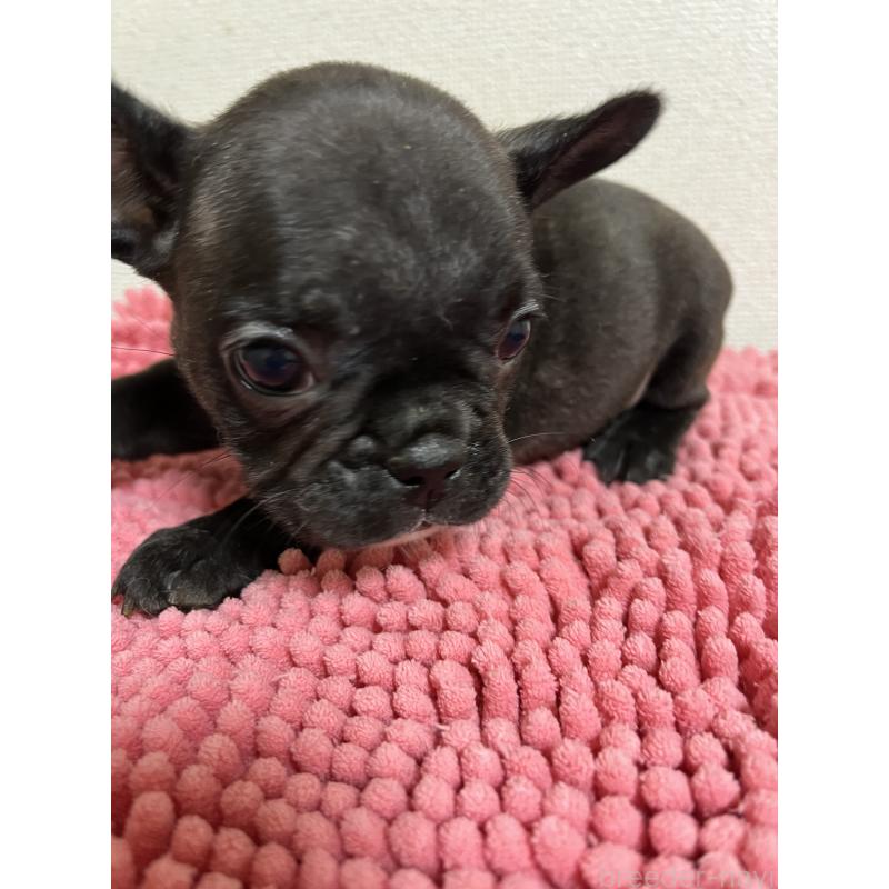 販売中の熊本県のフレンチブルドッグ-414606の2枚目