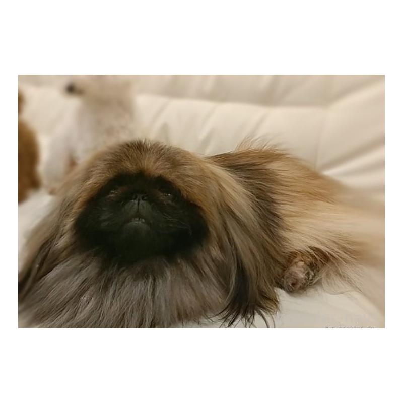 プリンスくん1枚目