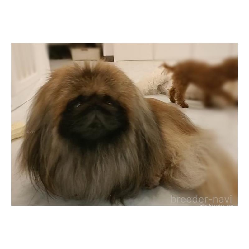 プリンスくん1枚目