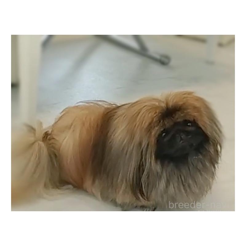 プリンスくん1枚目
