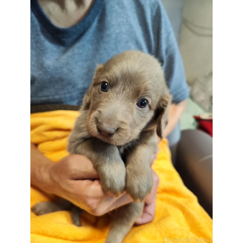 成約済の静岡県のワイマラナー-413235の3枚目