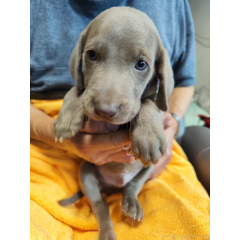 成約済の静岡県のワイマラナー-413230の3枚目