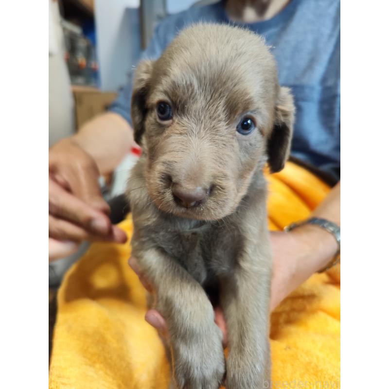 成約済の静岡県のワイマラナー-413231の3枚目