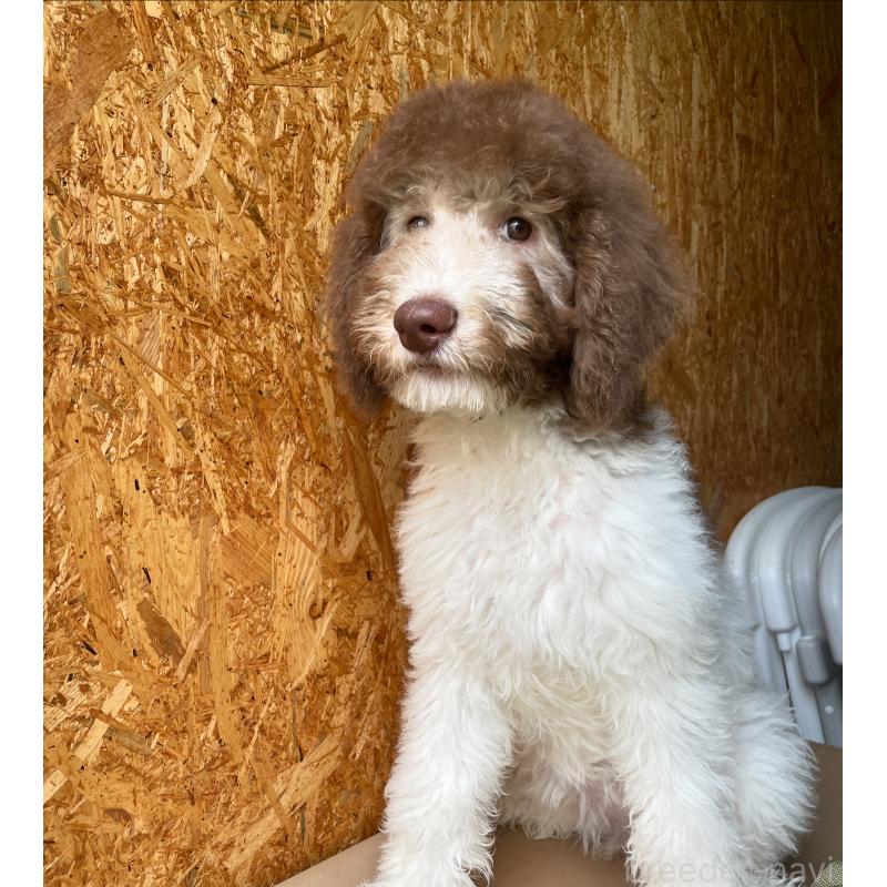 成約済の茨城県のスタンダードプードル-401796の2枚目