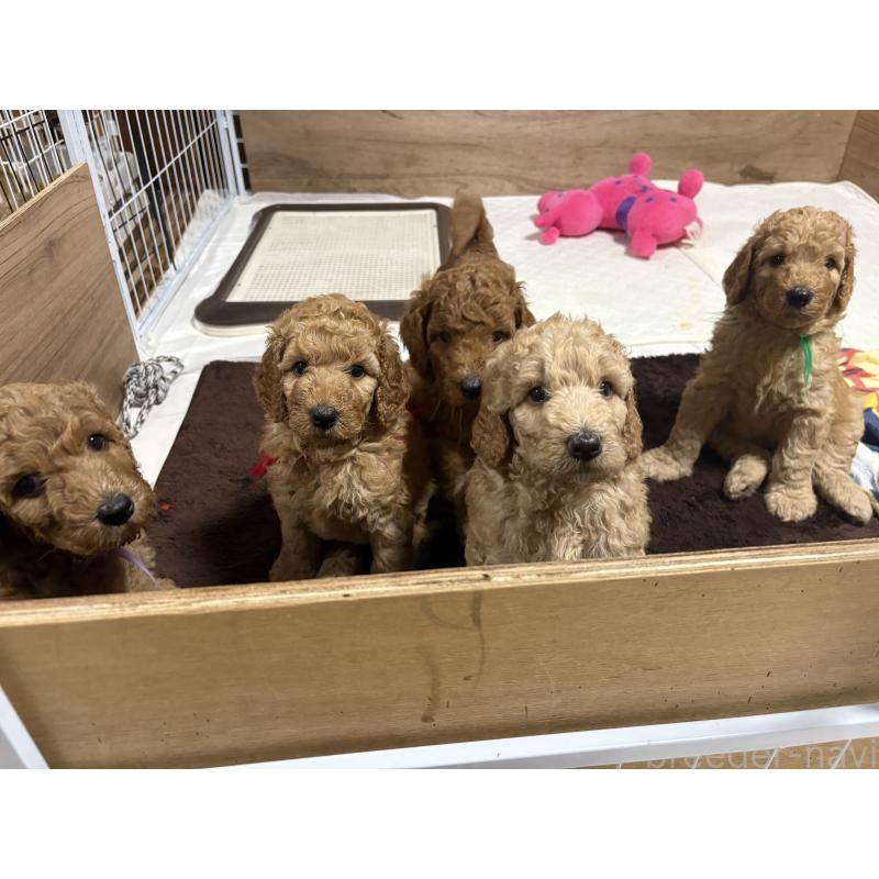 販売中の茨城県のスタンダードプードル-414436の2枚目