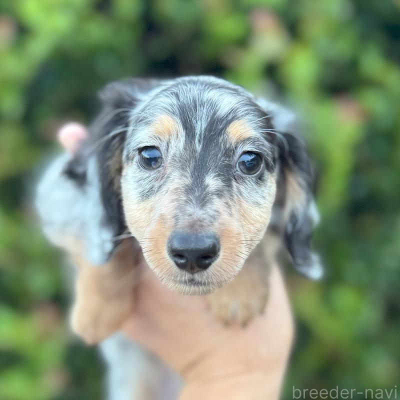 成約済ののミニチュアダックスフンド(ロングヘアード)-410048