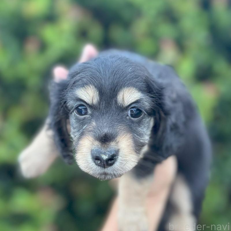 成約済の福岡県のカニンヘンダックスフンド(ロングヘアード)-413254の2枚目