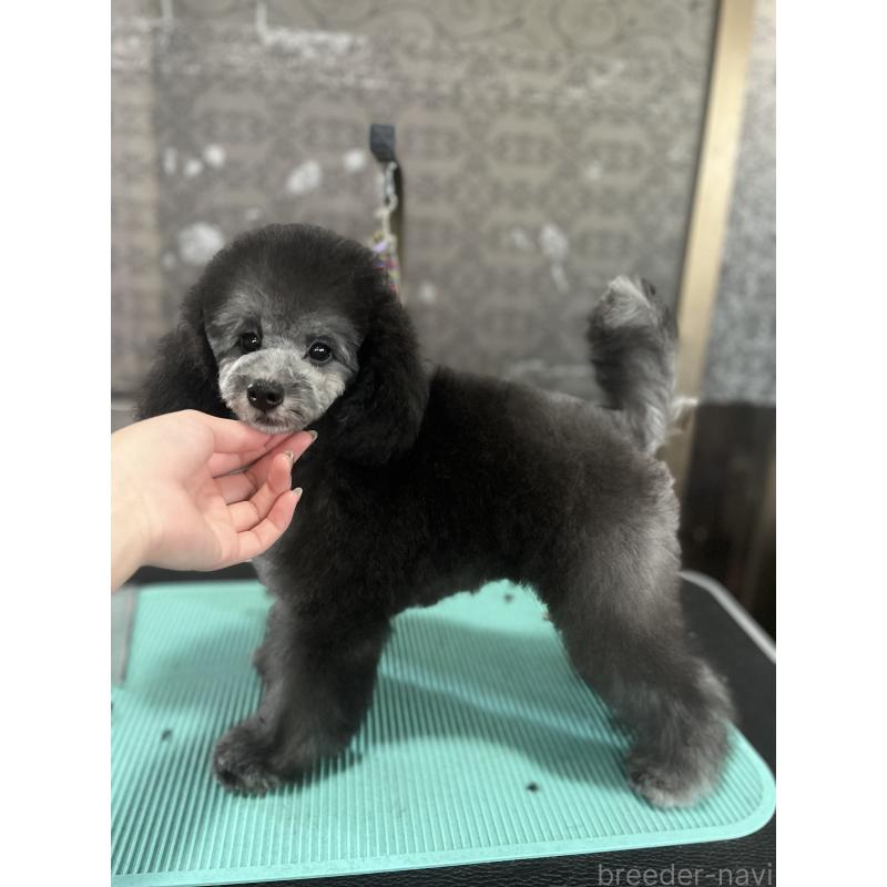 成約済の青森県のミニチュアプードル-390490の4枚目