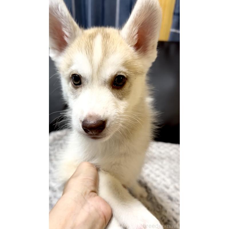 成約済の奈良県のシベリアンハスキー-403079