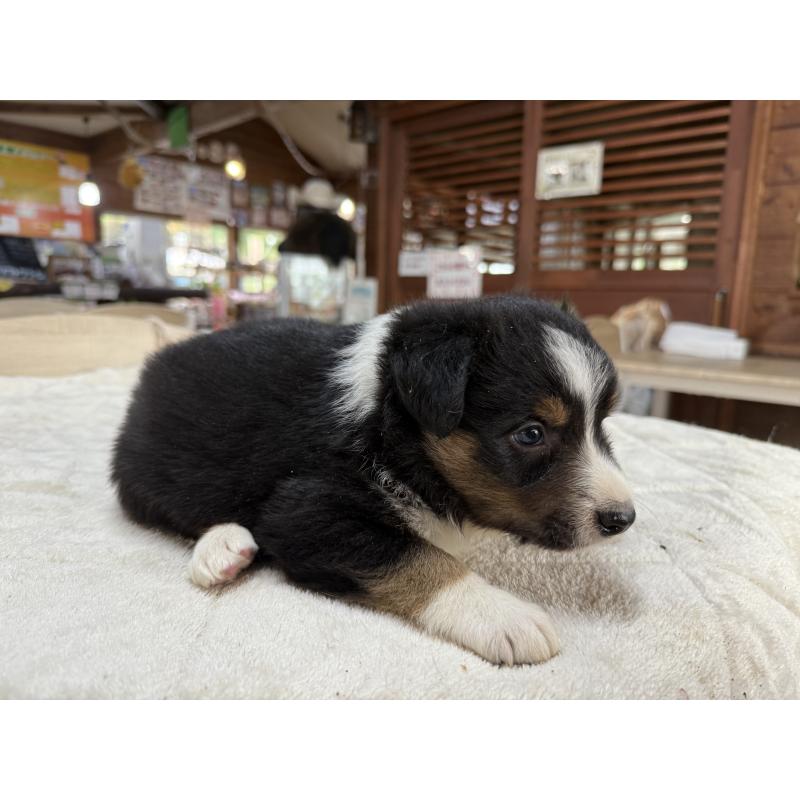 販売中の長野県のボーダーコリー-414443の7枚目