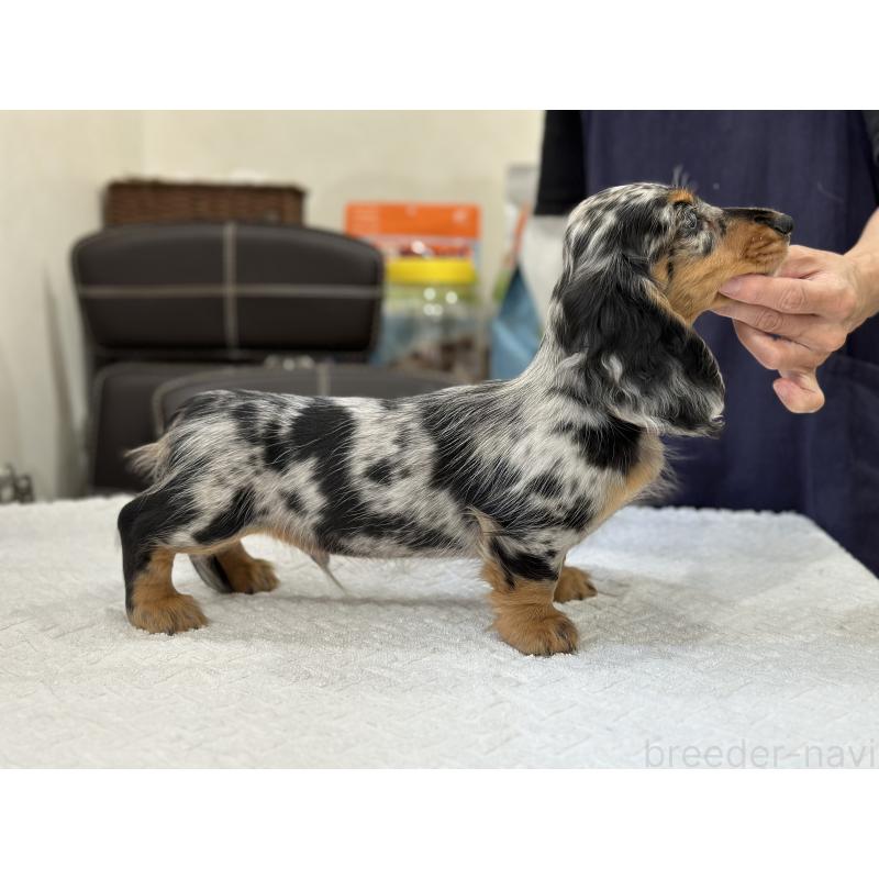 販売中の愛知県のミニチュアダックスフンド(ロングヘアード)-402441の6枚目