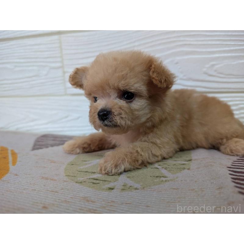 販売中の宮崎県のチワプー:チワワ×トイプードル-414444の6枚目