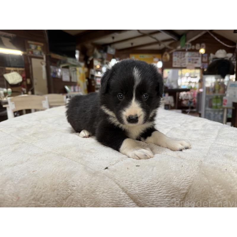 販売中の長野県のボーダーコリー-414447の6枚目