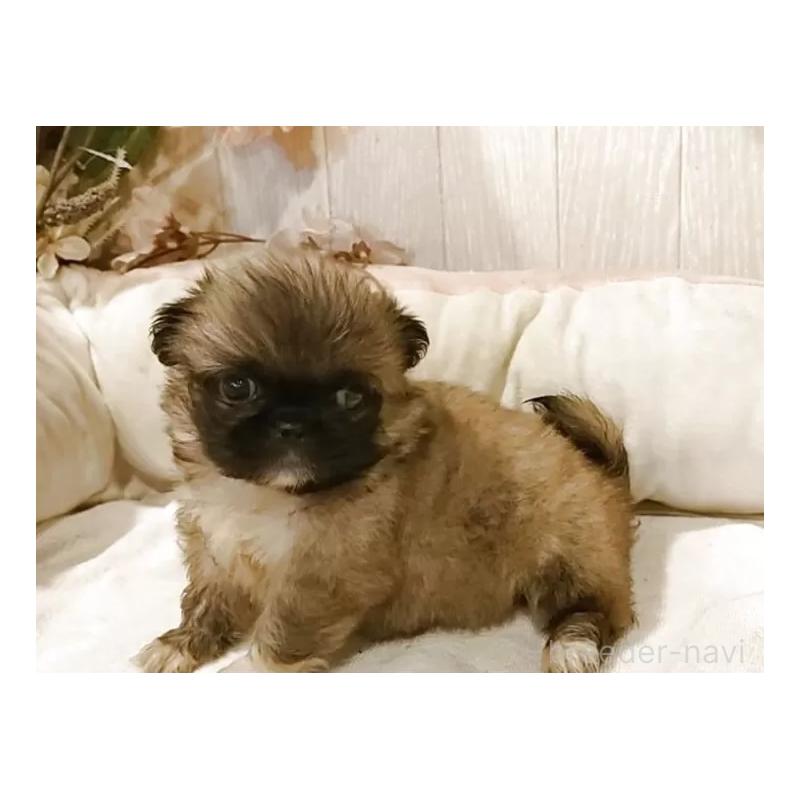 成約済の愛知県のペキニーズ-414617の8枚目