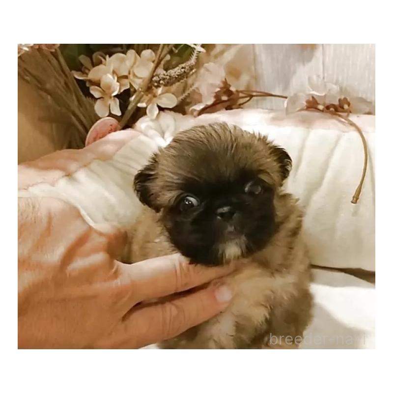 成約済の愛知県のペキニーズ-414617の7枚目