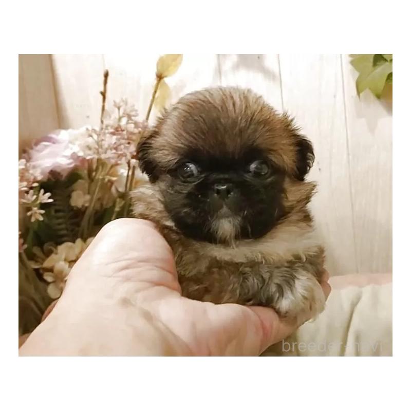 成約済の愛知県のペキニーズ-414617の6枚目