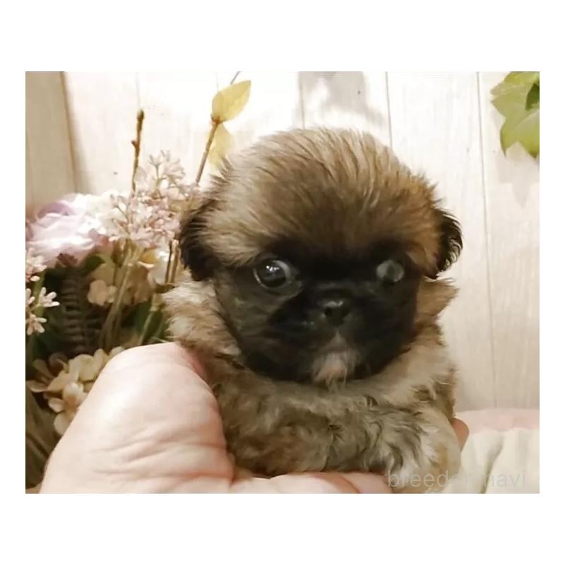 成約済の愛知県のペキニーズ-414617の5枚目