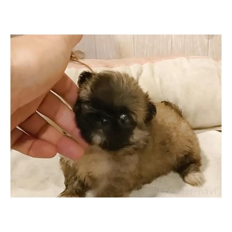 成約済の愛知県のペキニーズ-414617の4枚目