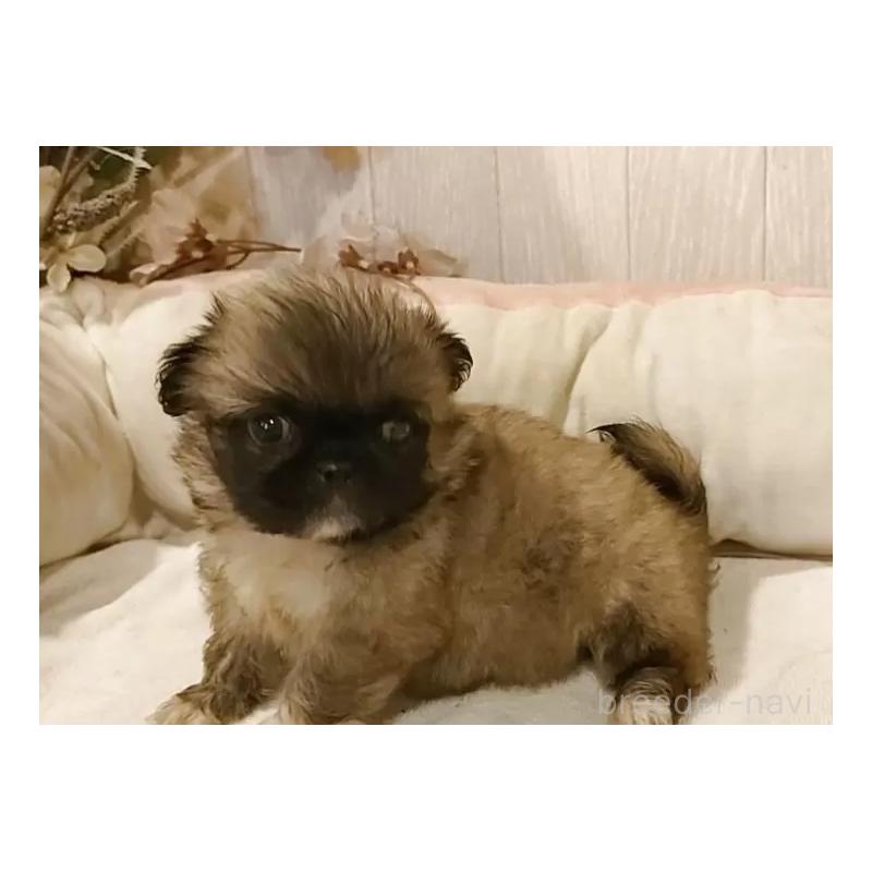 成約済の愛知県のペキニーズ-414617の3枚目