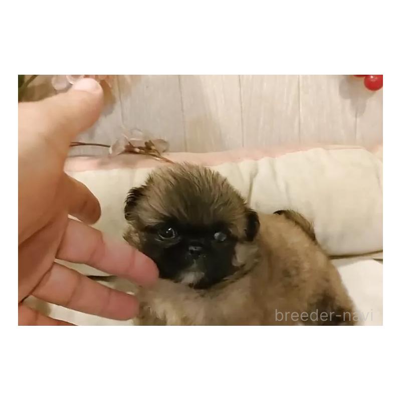 成約済の愛知県のペキニーズ-414617の2枚目