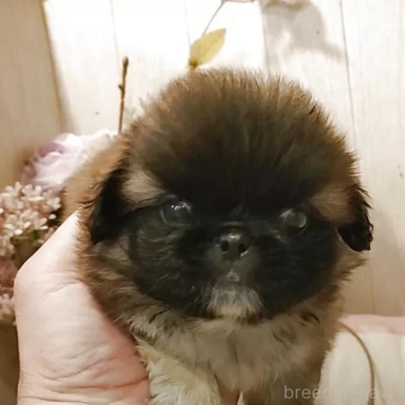 販売中の愛知県のペキニーズ-414619