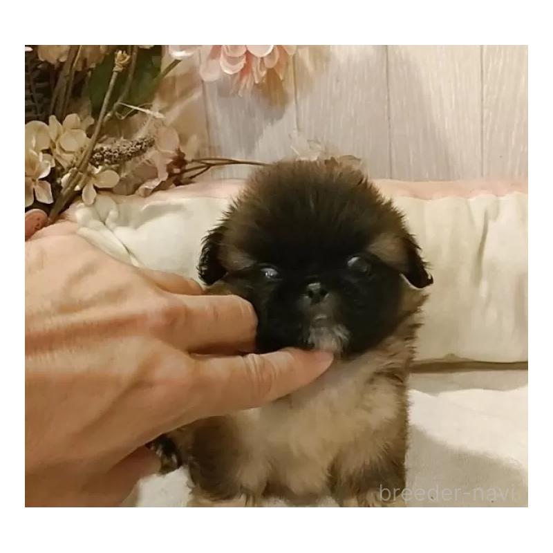 販売中の愛知県のペキニーズ-414619の3枚目