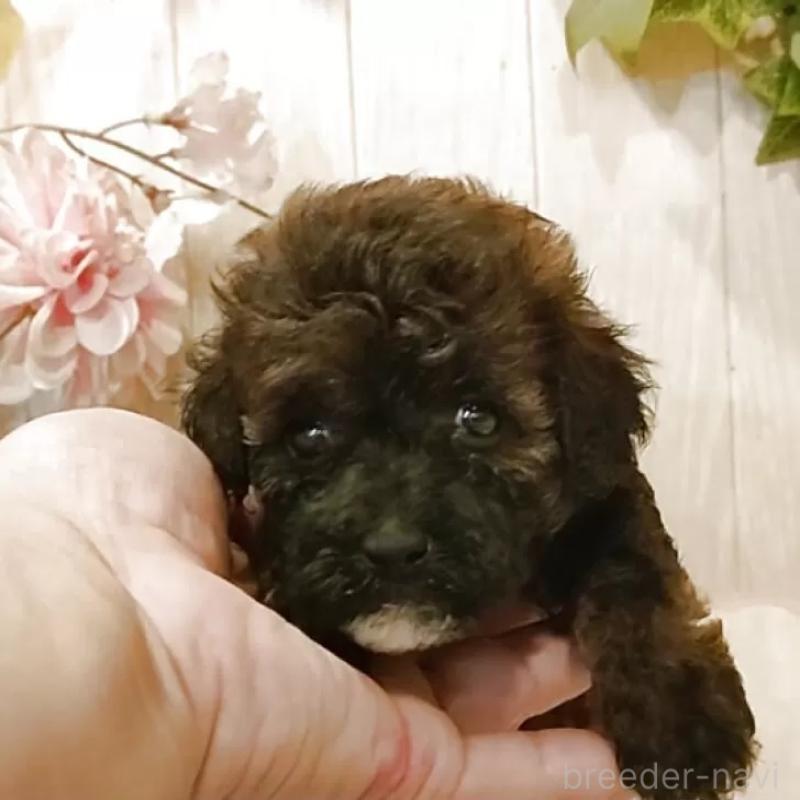 販売中の愛知県のティーカッププードル-414622の4枚目