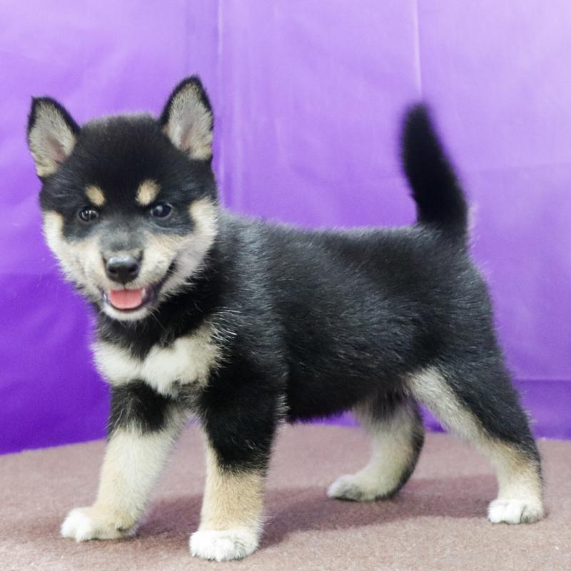 販売中の愛知県の柴犬-407173の6枚目