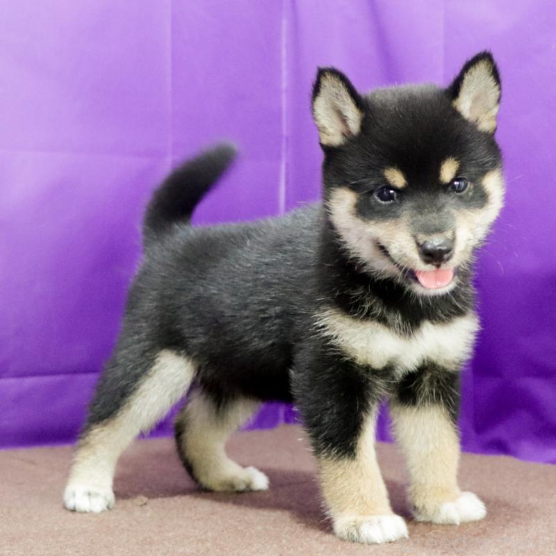 販売中の愛知県の柴犬-407173の5枚目
