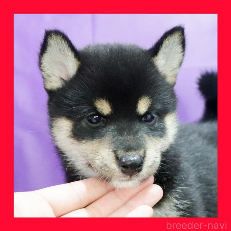 販売中の愛知県の柴犬-407173の4枚目