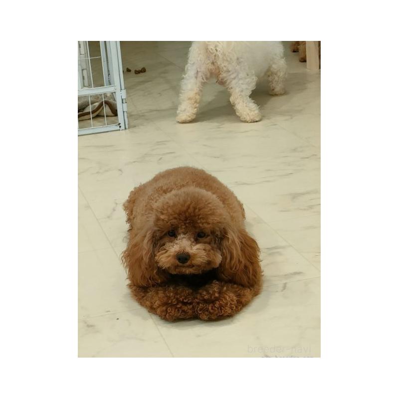 エビちゃん1枚目