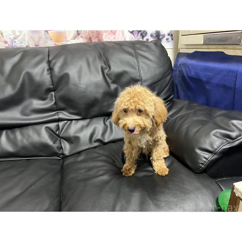 販売中の栃木県のマルプー:マルチーズ×トイプードル-382491の2枚目