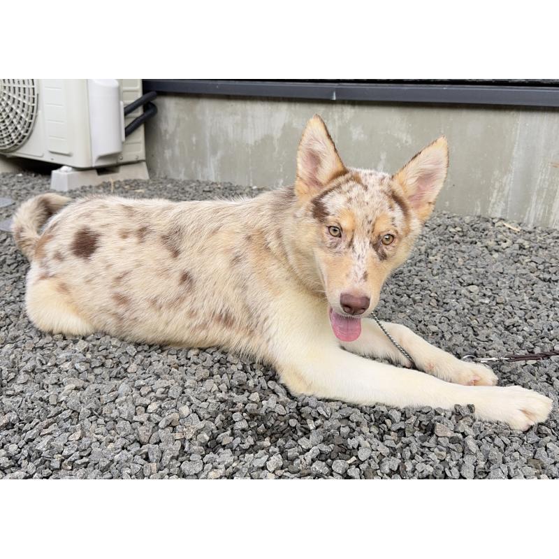 成約済の山梨県のオゥスキー:オーストラリアンシェパード×ハスキー-381503の5枚目