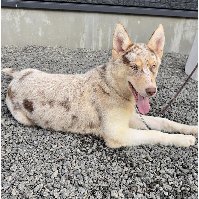 成約済の山梨県のオゥスキー:オーストラリアンシェパード×ハスキー-381503の4枚目